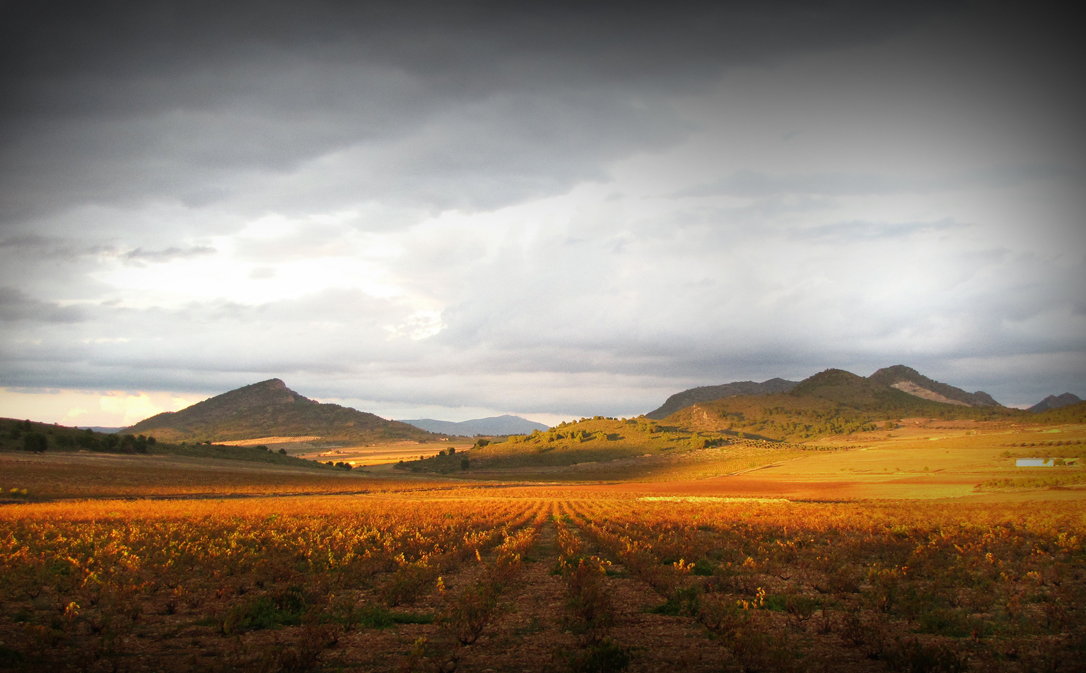Bodegas Xenysel Tinto Joven