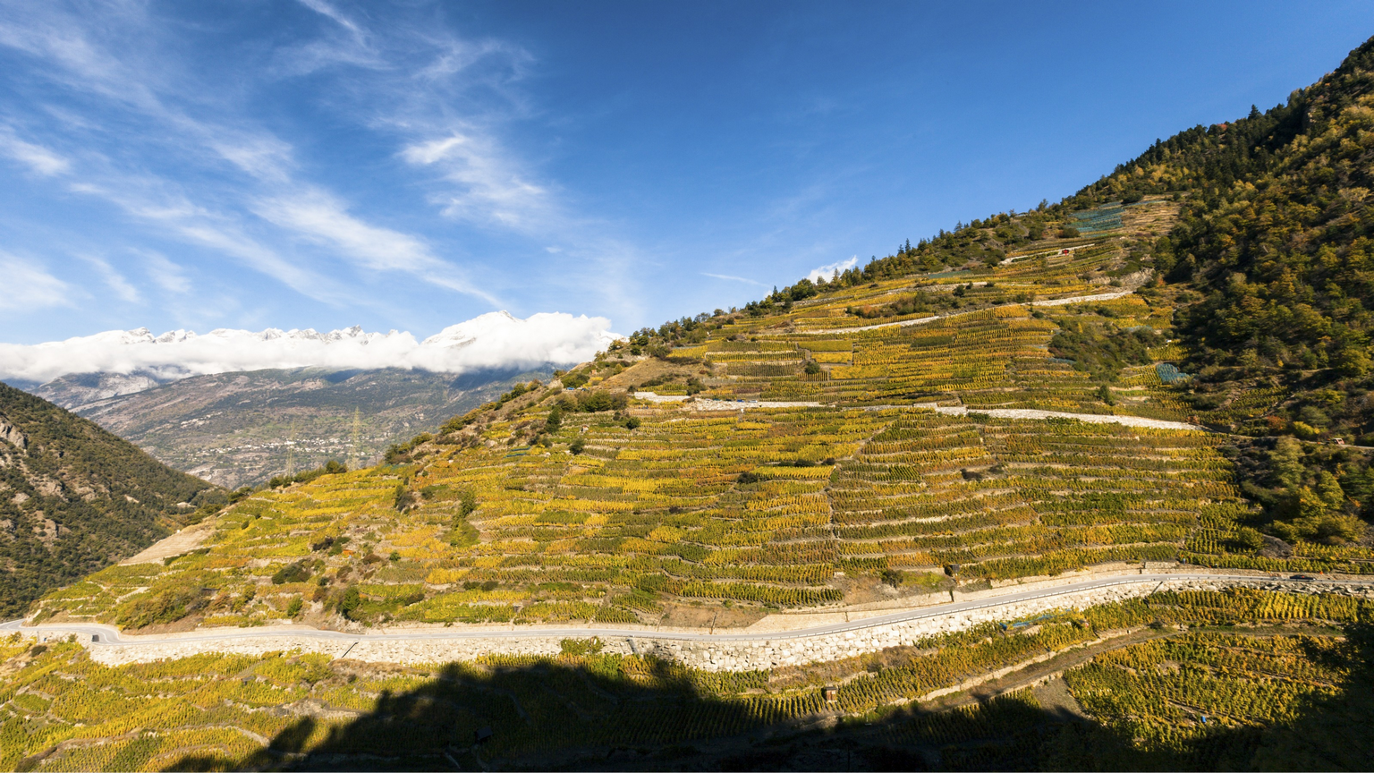 Pentes Brûlées Fendant du Valais
