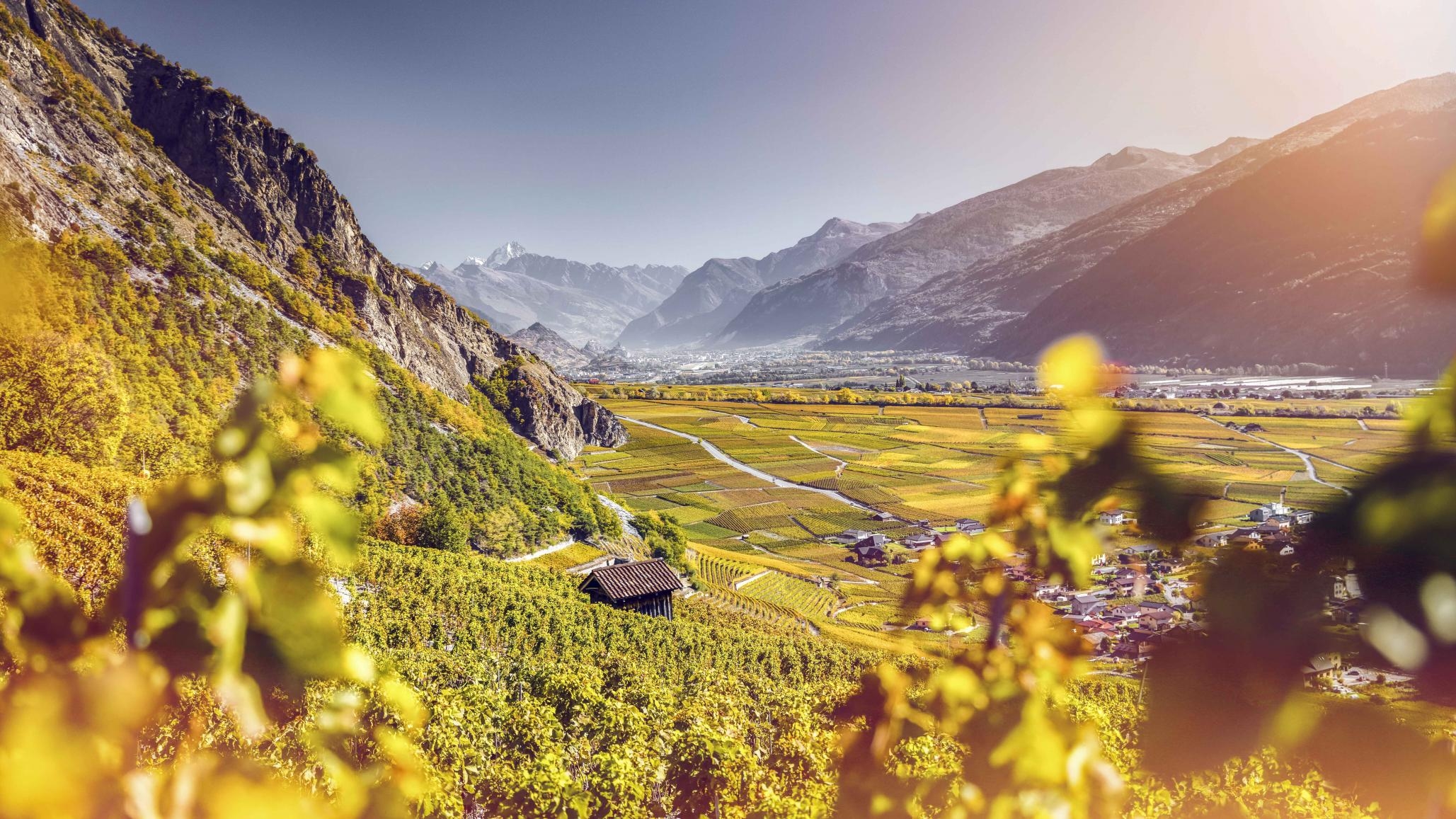 Pentes Brûlées Fendant du Valais Pentes Brûlées Fendant du Valais