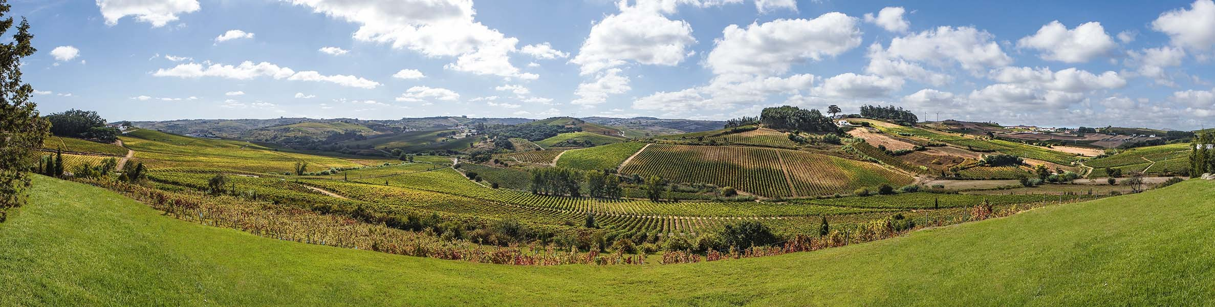 Joya Vinho Tinto magnum