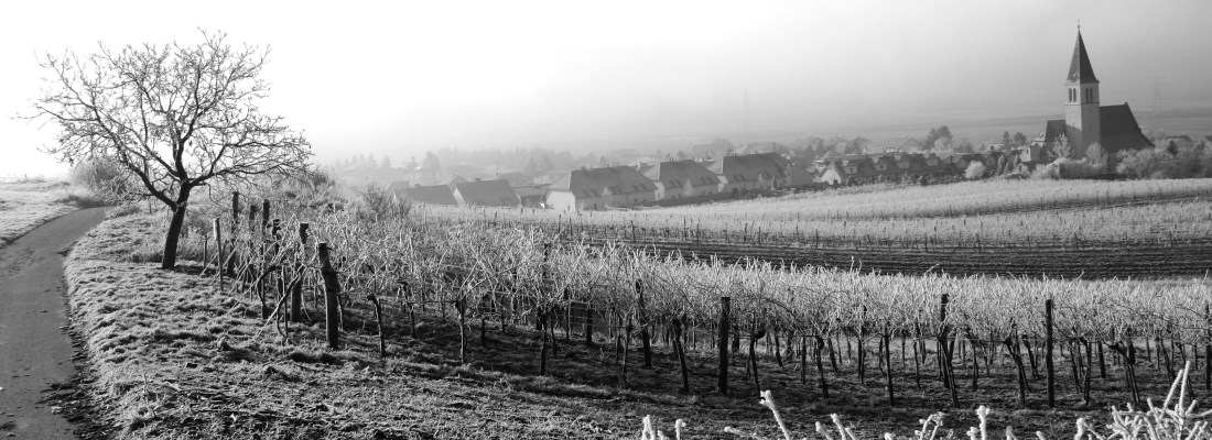 Pfaffl Gemischter Satz Harmony