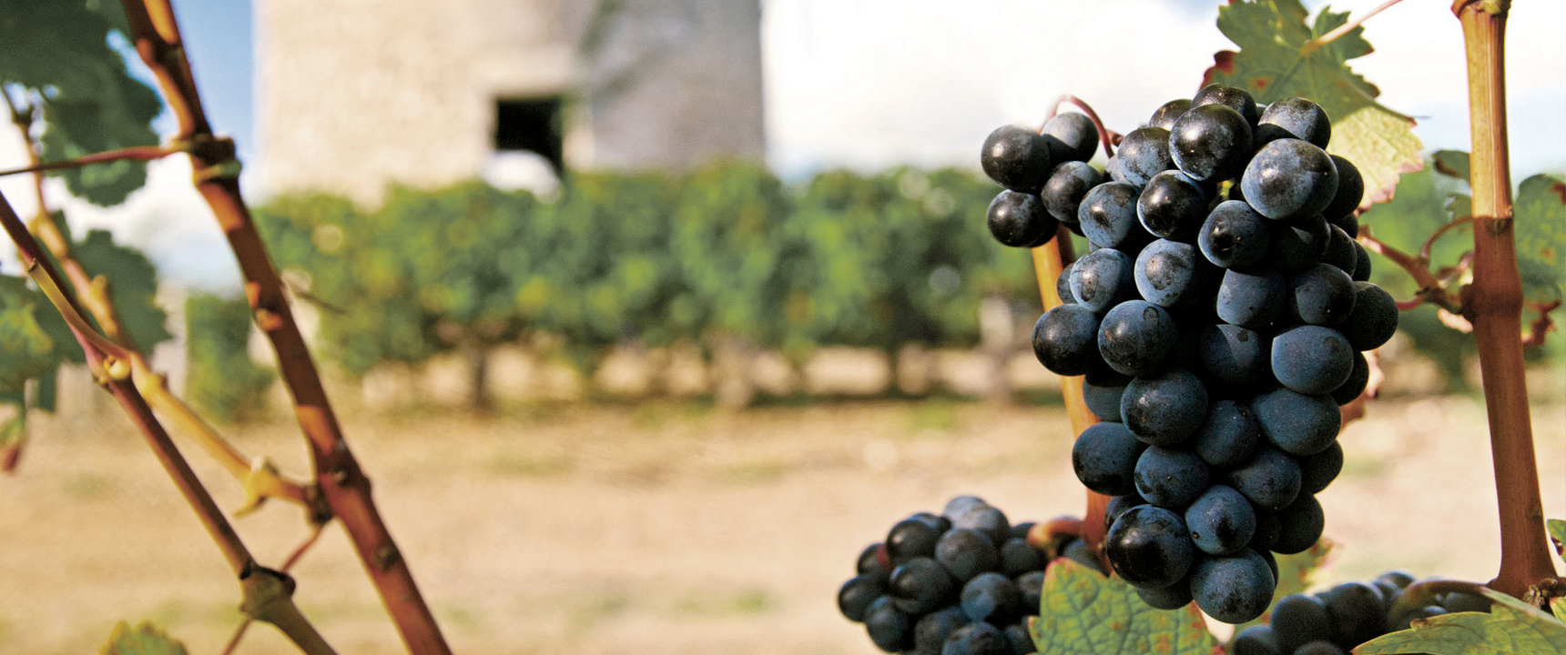 Feudi More Salice Salentino DOP