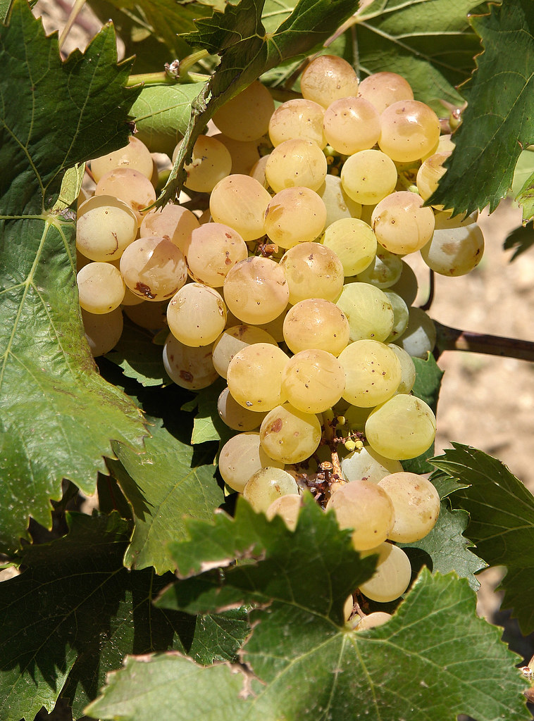 Colle Sori Grillo