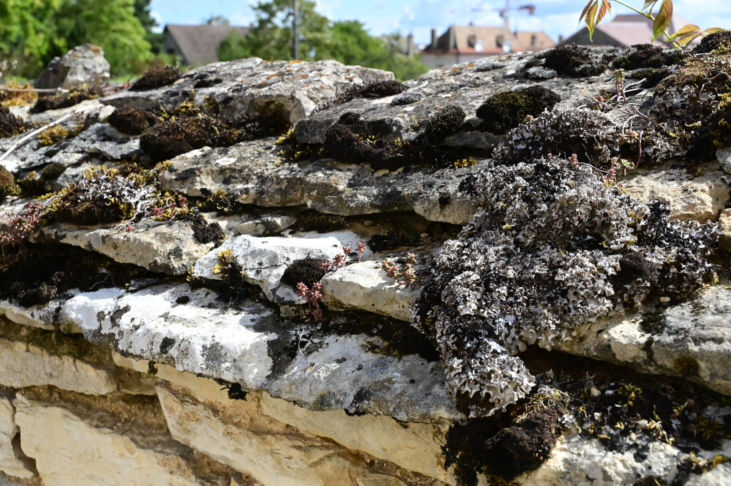 domaine ramonet