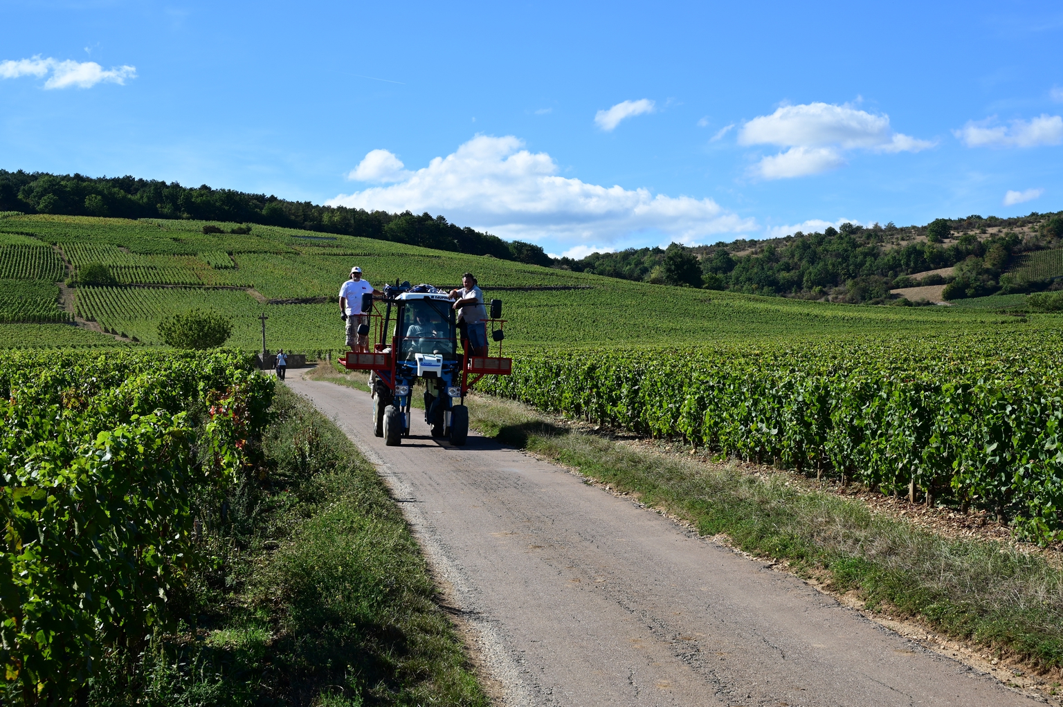 Domaine de la Romanée-Conti